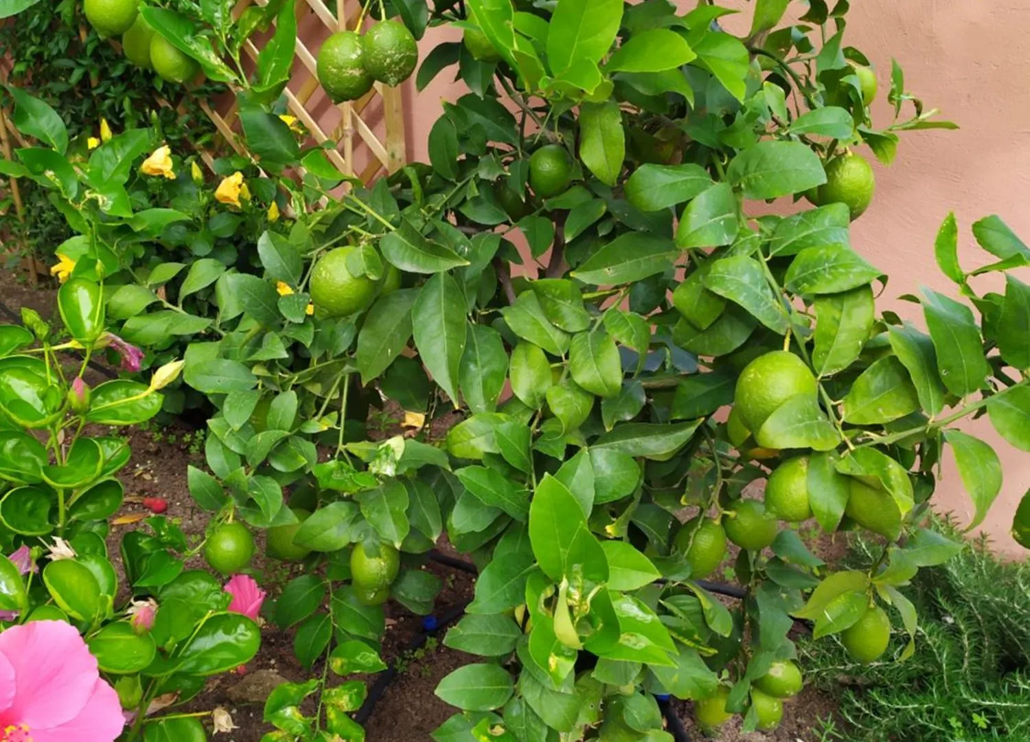 איזולה רוסה Residence Cala Rossa איטליה